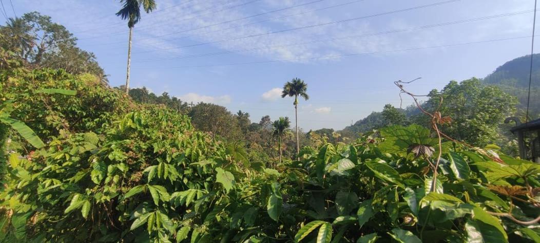 Riya Home Stay Munnar Anaviratty Bagian luar foto